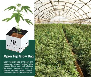 Open Top Easy Grow Bag