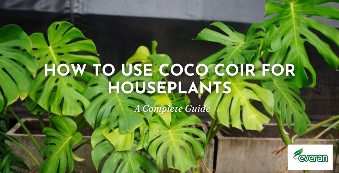 how to use coco coir for houseplants - A Complete Guide
